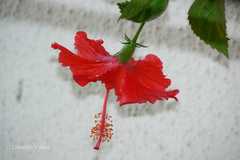 Hibiscus rosa-sinensis